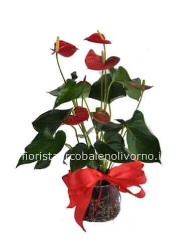 Pianta di anthurium