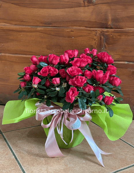 pianta azalea cespuglio