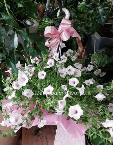 pianta petunia confezione regalo