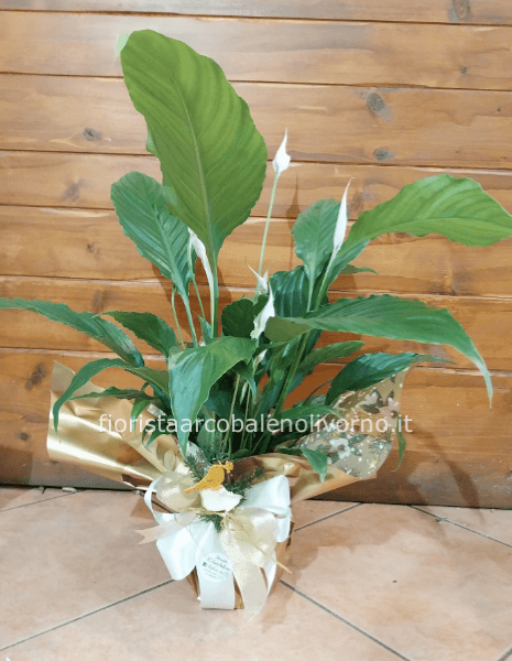 spathifilium natalizio