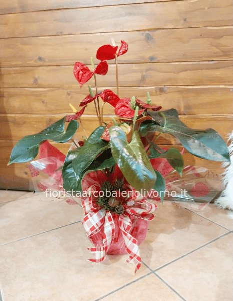 Anthurium natalizio