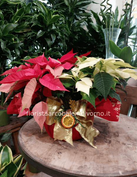 centrotavola stelle di natale 3 colori