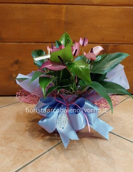 anthurium mini viola