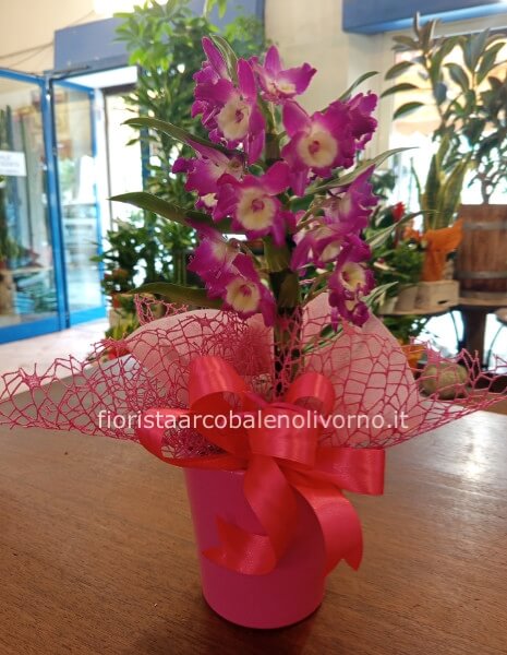 pianta orchidea dendrobium con portavaso